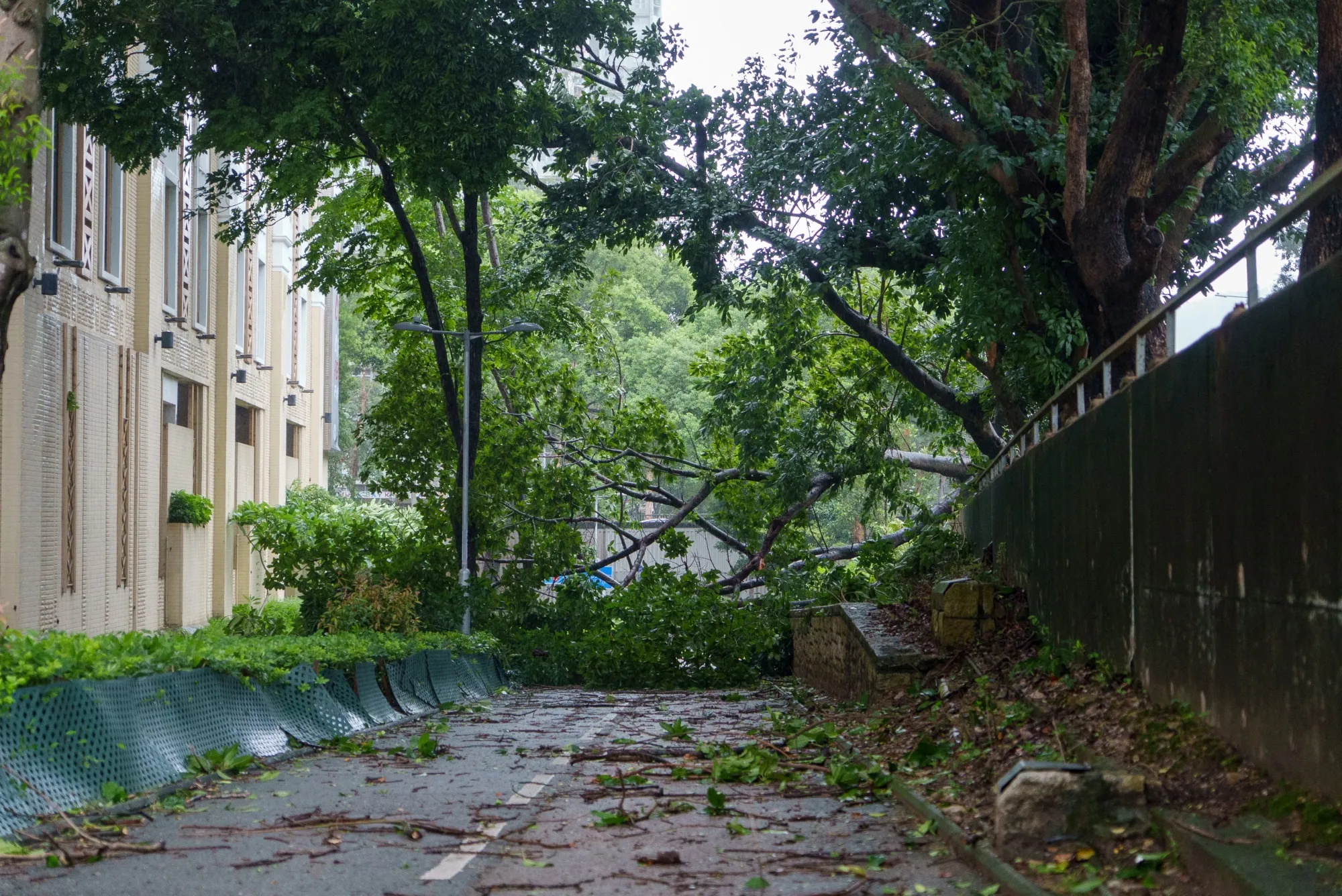 A fallen tree due to winds from Typhoon Wipha in Hong Kong on July 20.