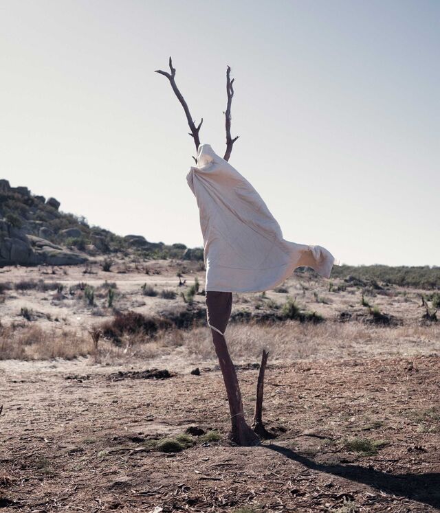 A cloth hangs on a branch in the desert of Boulevard. 