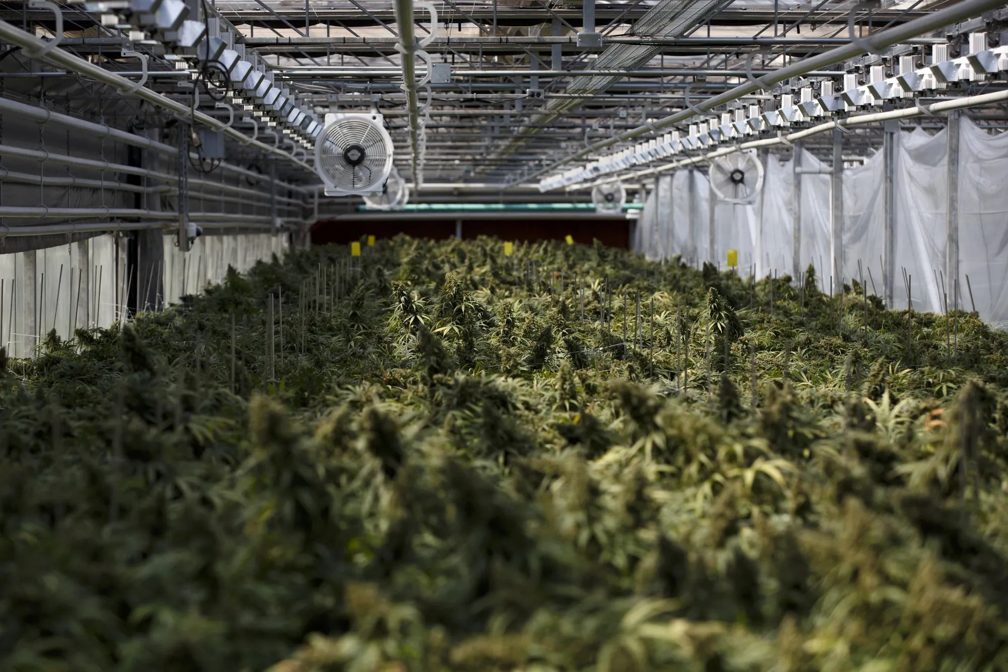 Cannabis plants grow in a greenhouse a facility in Pelham, Ontario, Canada.