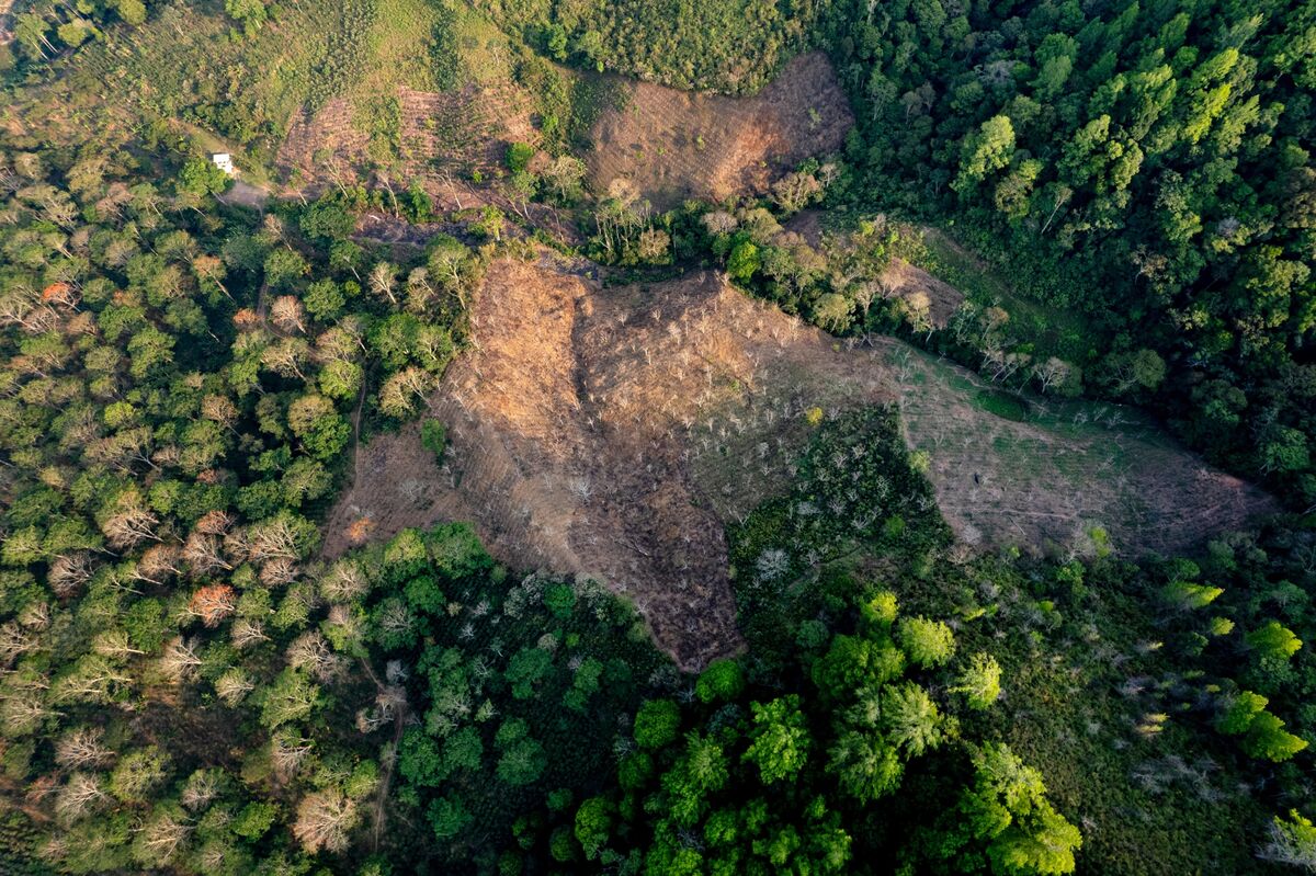 Bagaimana Upaya Perlindungan Hutan di Eropa Mengalami Masalah