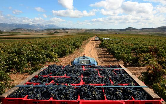 Europe’s Wine Makers Battle to Adapt to Climate Disruption