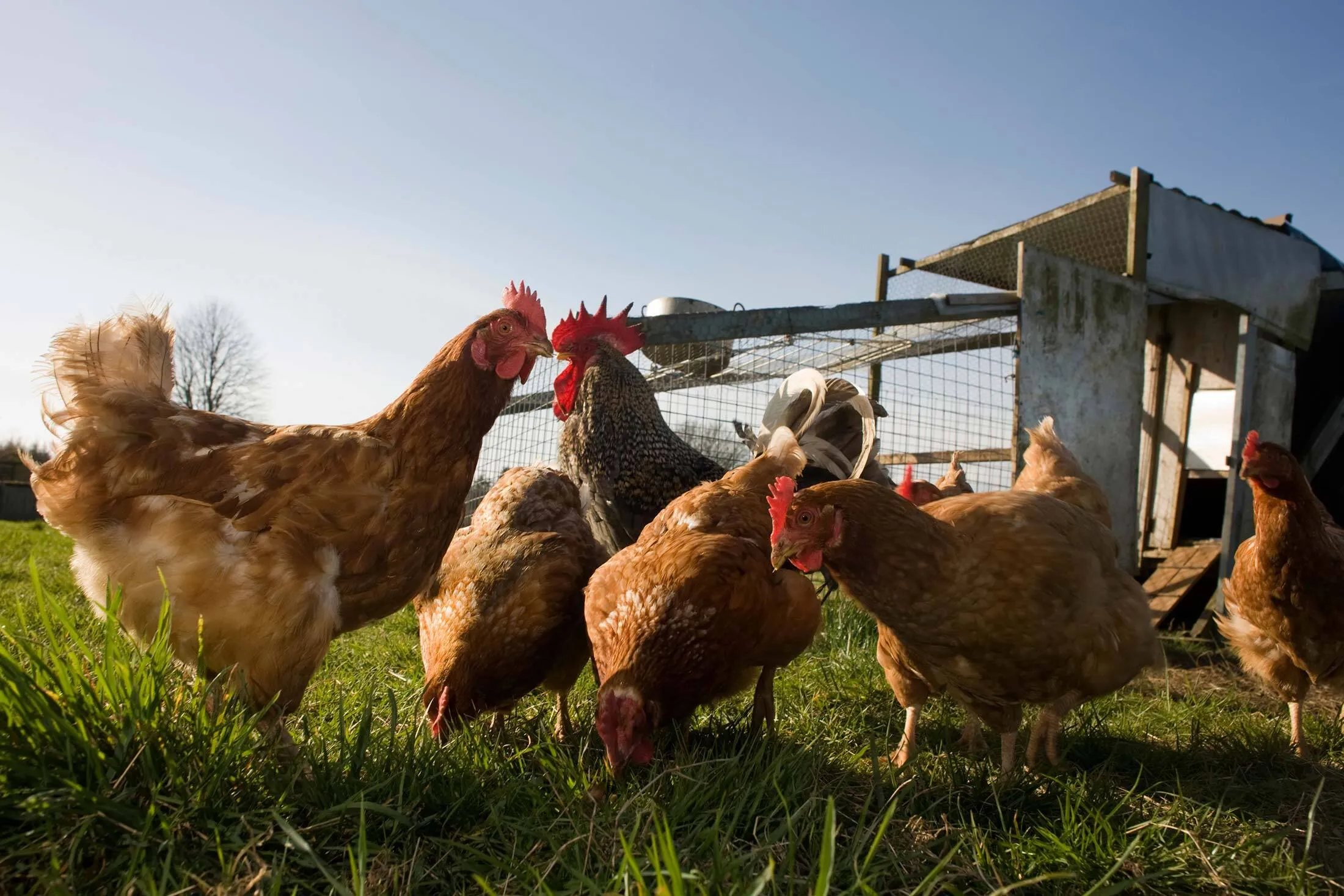 How Could the Cage Free Birds Be Raised: Expert Tips for Success