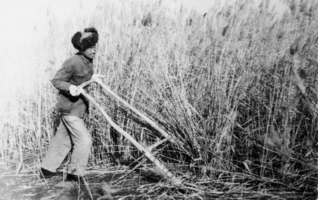 Shan cutting reeds on a frozen lake in the Gobi. 