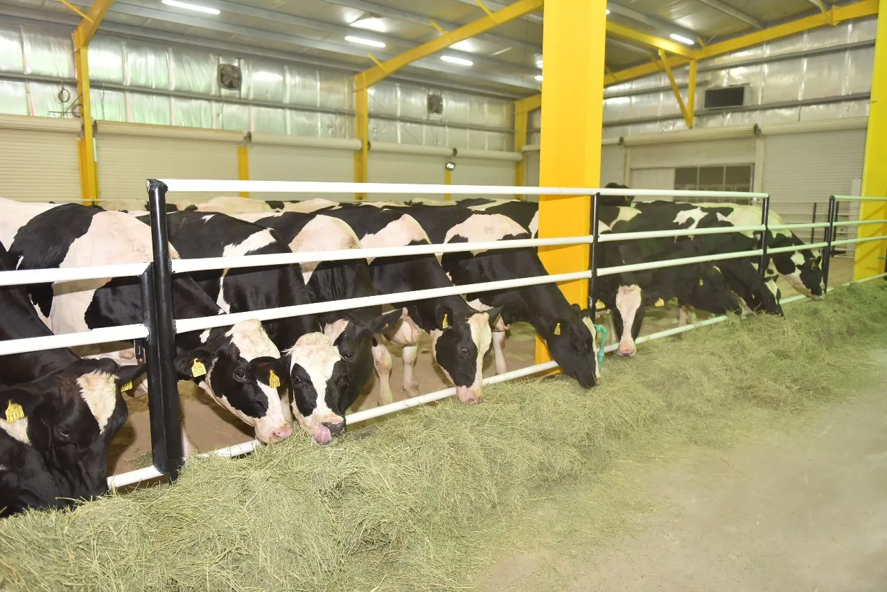 1499847828_Qatarcows3
