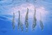 TOPSHOT-ARTISTIC SWIMMING-WORLD-2023