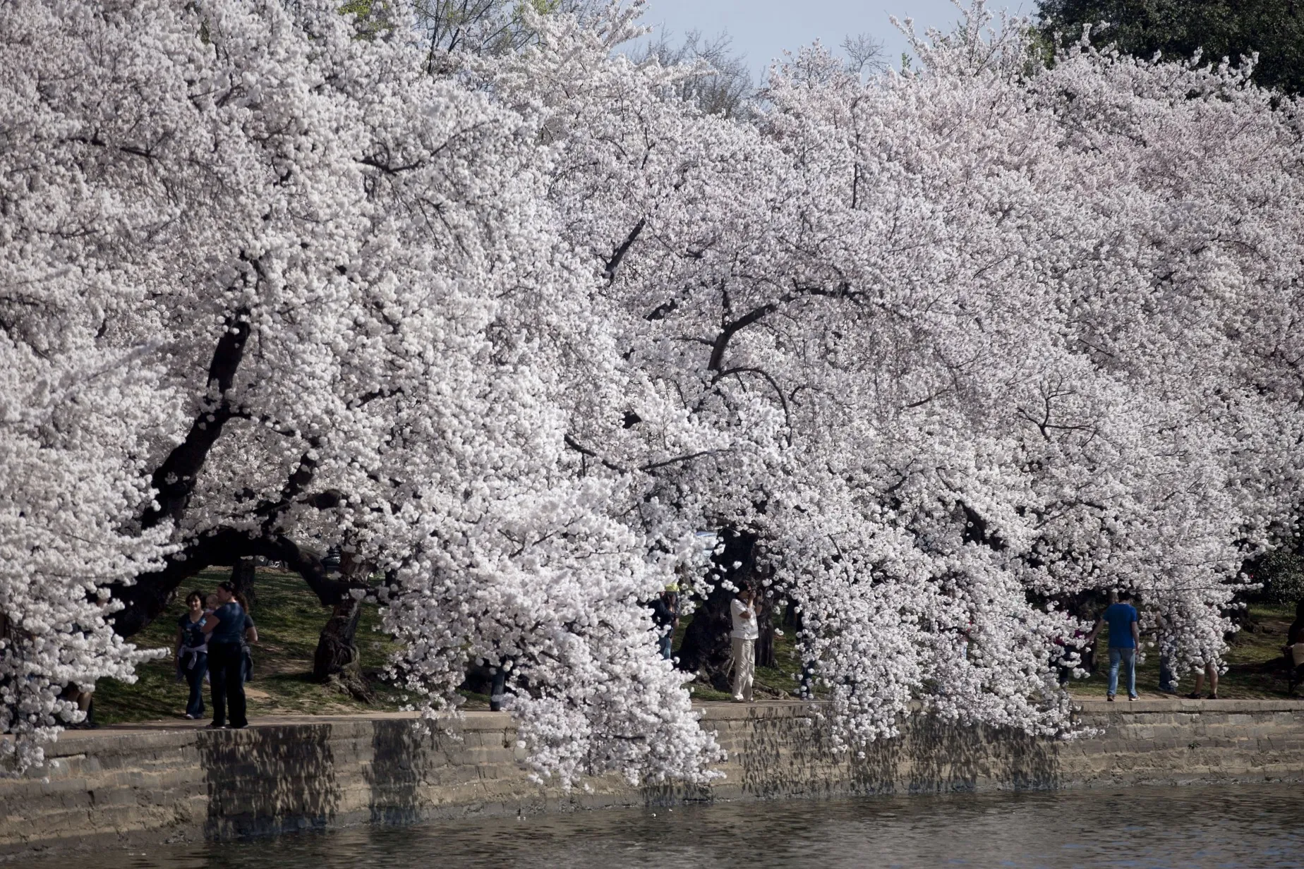 The US economy feels like its blossoms will never fall.