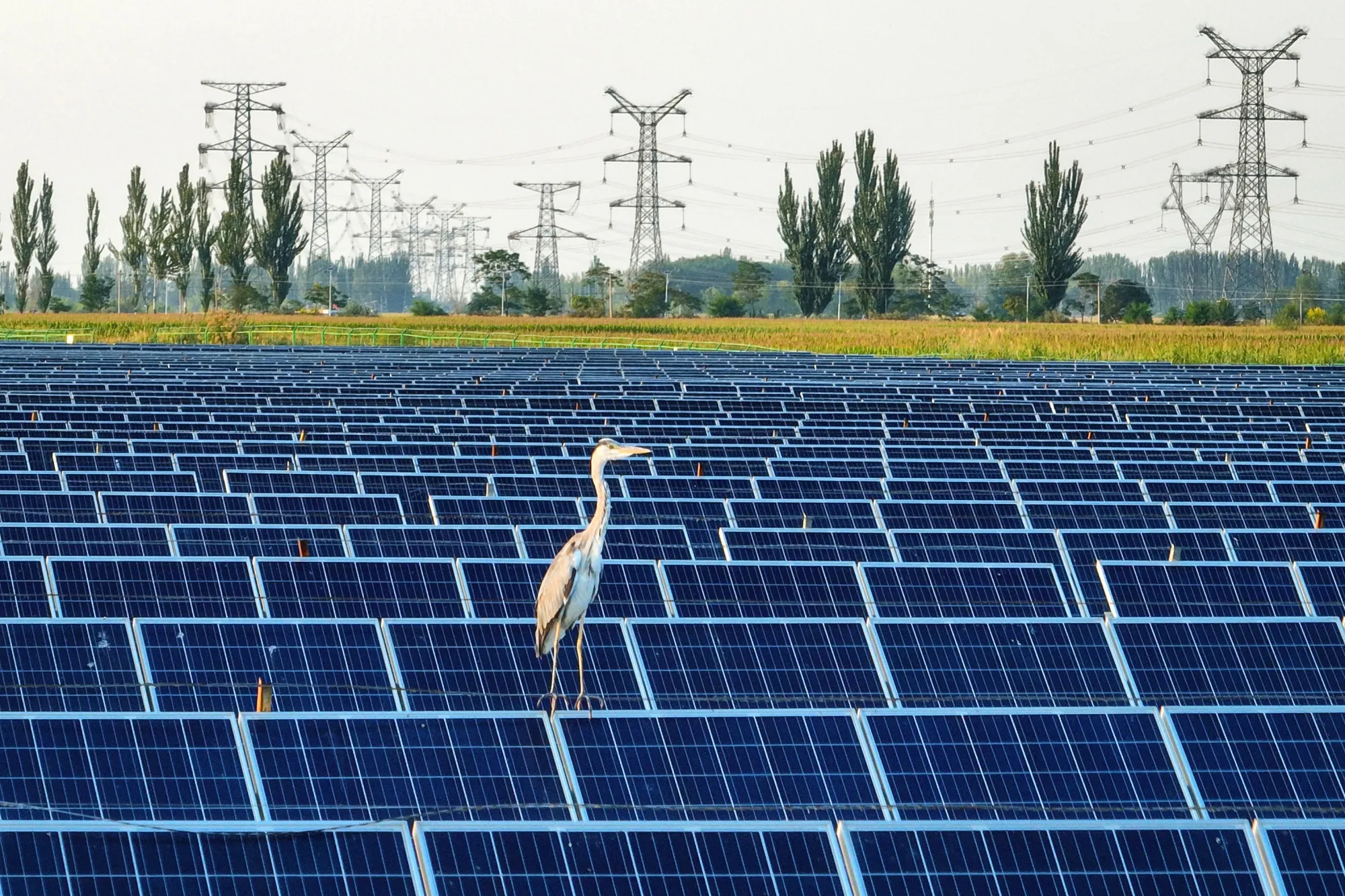 Solar panels in Yinchuan, China.