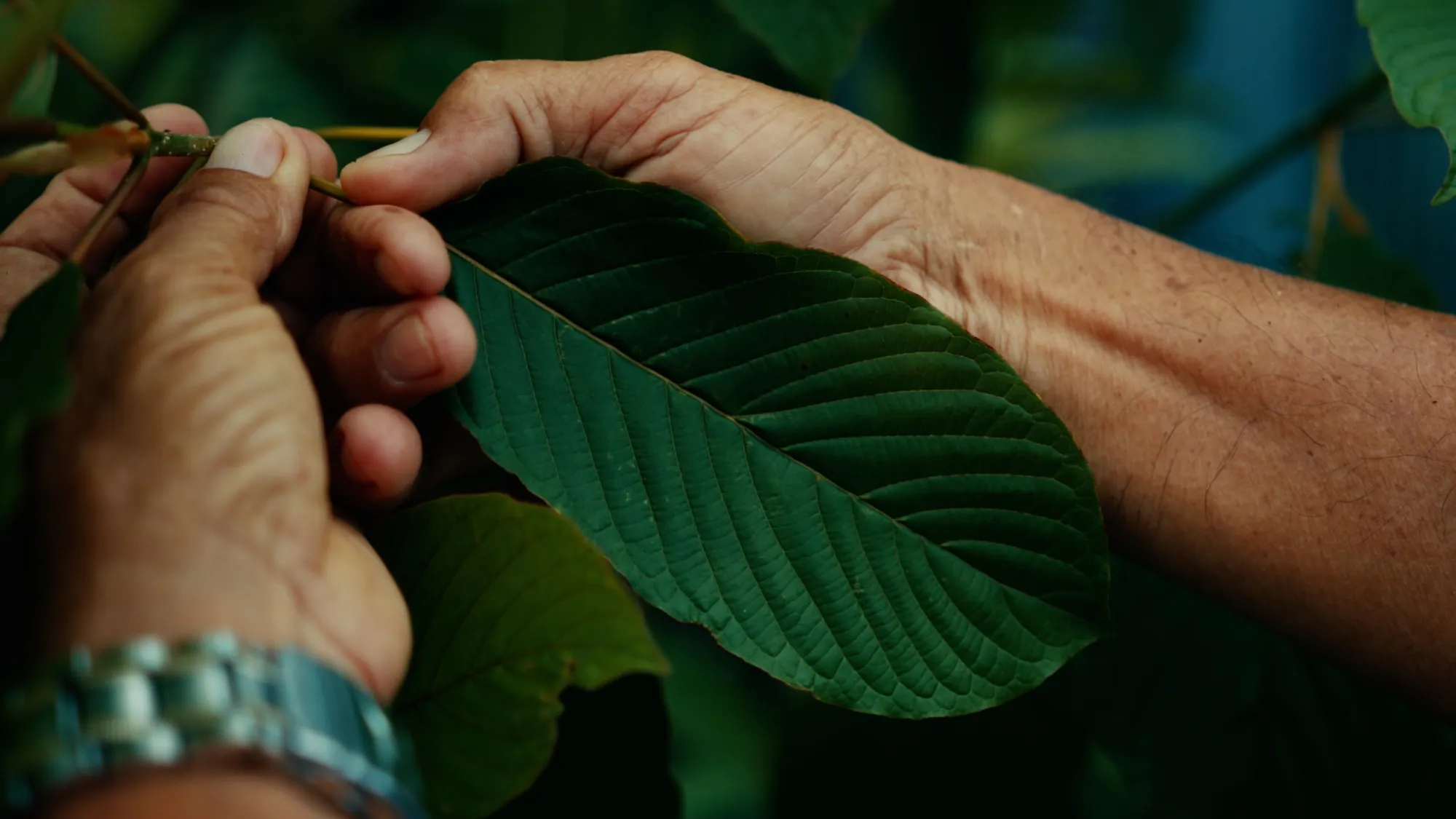 Derived from the leaves of a tropical tree indigenous to Southeast Asia, the US Drug Enforcement Agency says kratom can be a stimulant in low doses and a sedative in high doses.