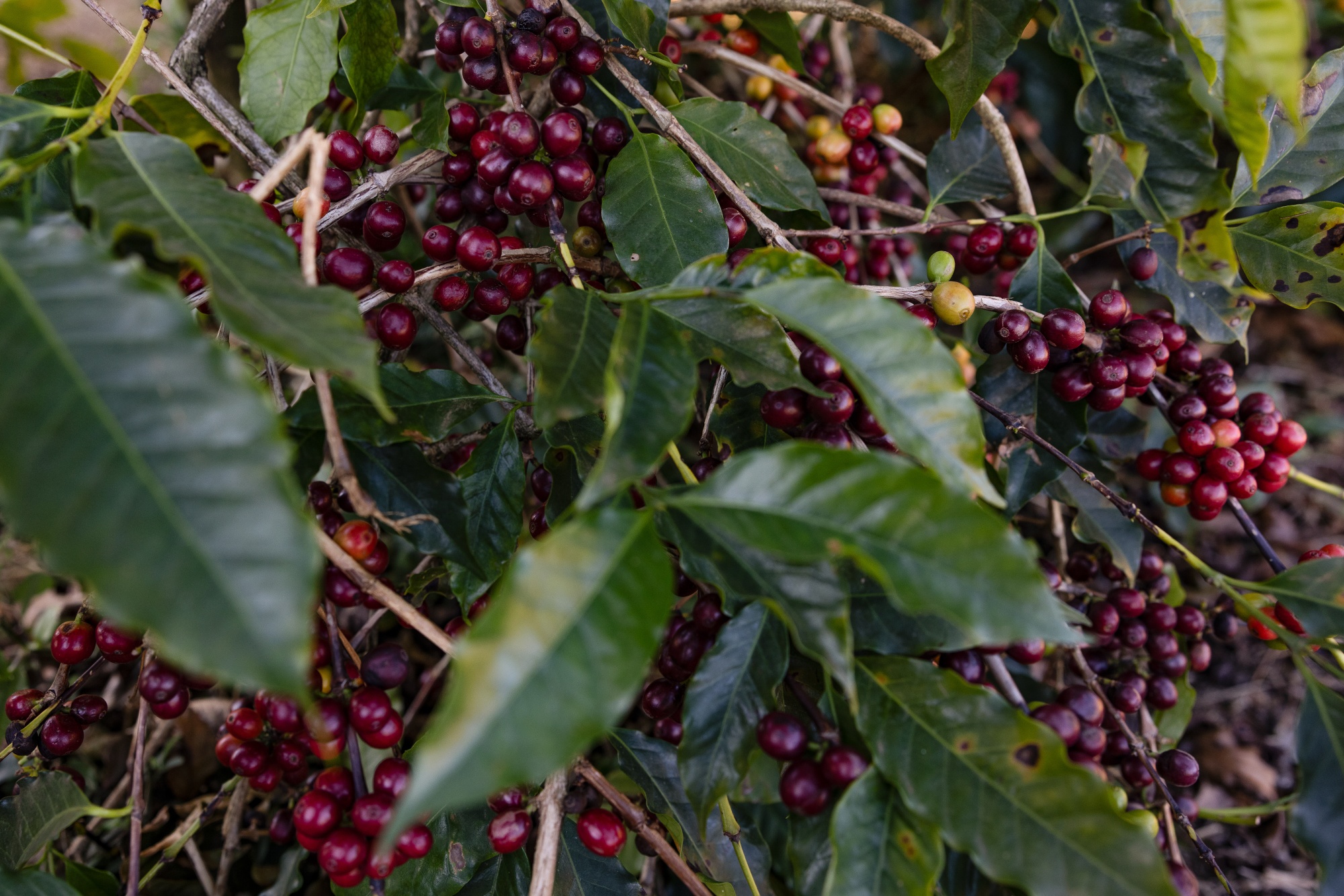 Image associated with story "Best Coffee Will Be Harder to Get as Downpours Hit Brazil’s Trees"