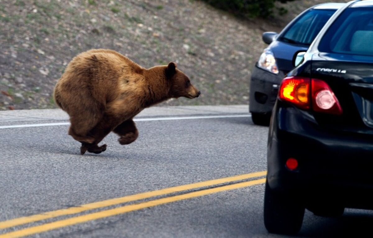 Bears in the basement — literally, in this case