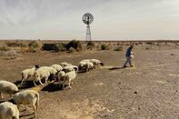 relates to An Arid Future Arrives Early in South Africa’s Farm Country