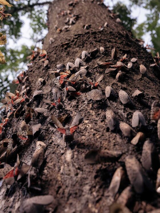 America Isn’t Ready for the Lanternfly Invasion