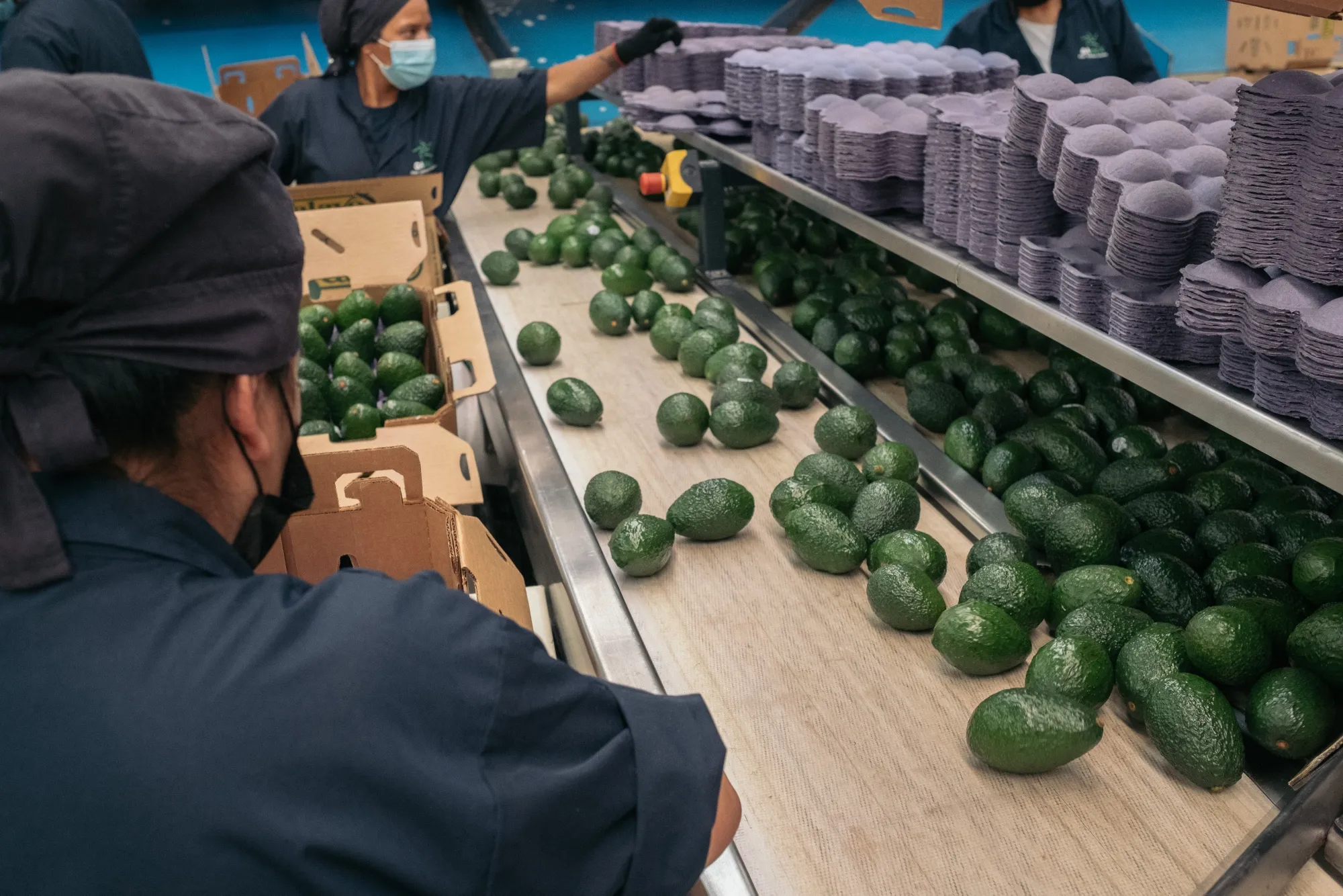 Workers sort avocados into boxes at the Grupo Aguacatero Mexicano (Gamex) packing facility in Periban, Michoacan state, Mexico.