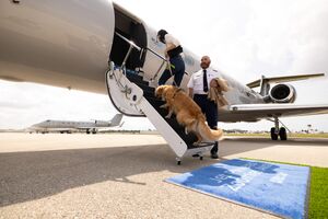 New Airline Bark Bets Big on $6,000 Flights for Dogs