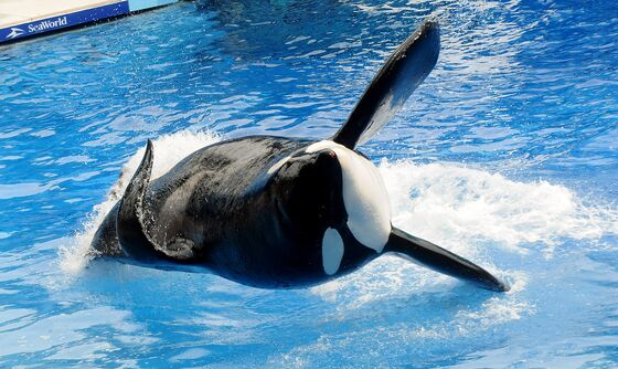 SeaWorld Taps Carnival Executive to Oversee Post-‘Blackfish’ Era