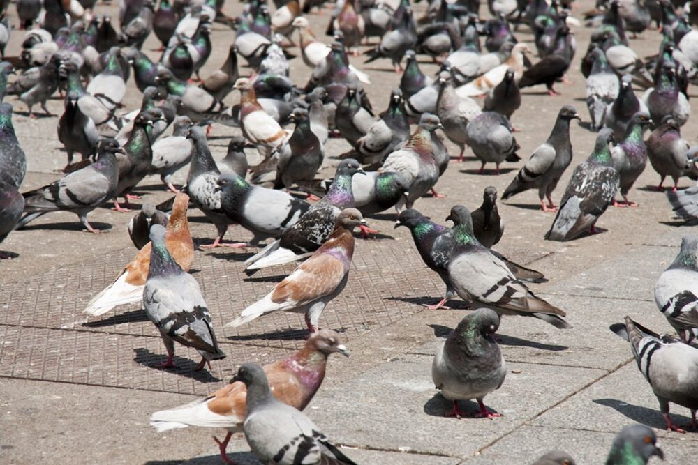 Why Aren T Cities Littered With Dead Pigeons Bloomberg