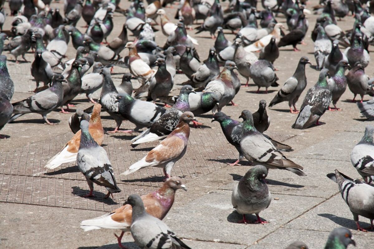 Why Aren't Cities Littered With Dead Pigeons? - Bloomberg