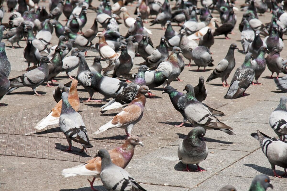 How long can pigeon live