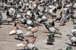 relates to Why Aren't Cities Littered With Dead Pigeons?
