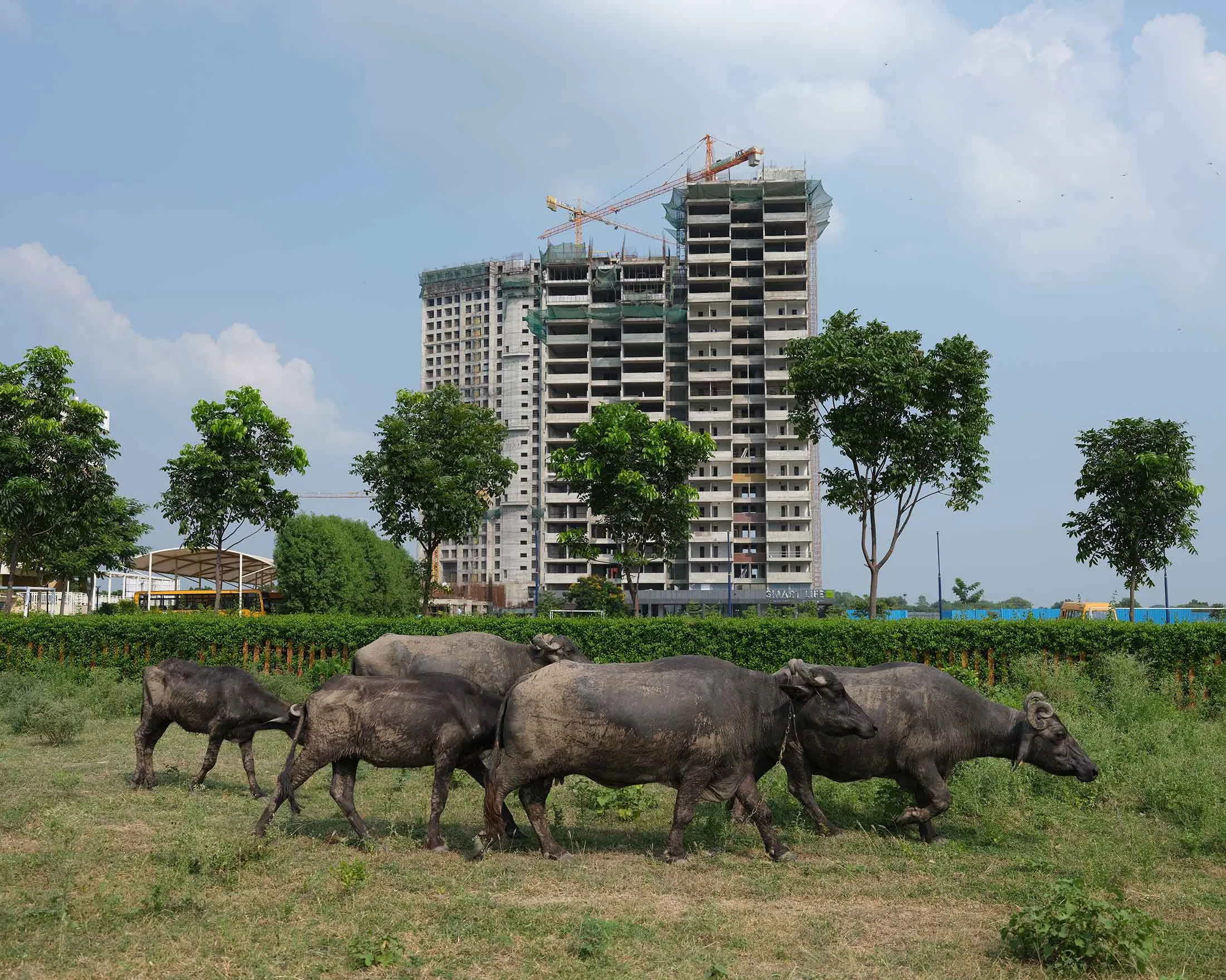 Cattle graze by a new development in GIFT&nbsp;City

&nbsp;