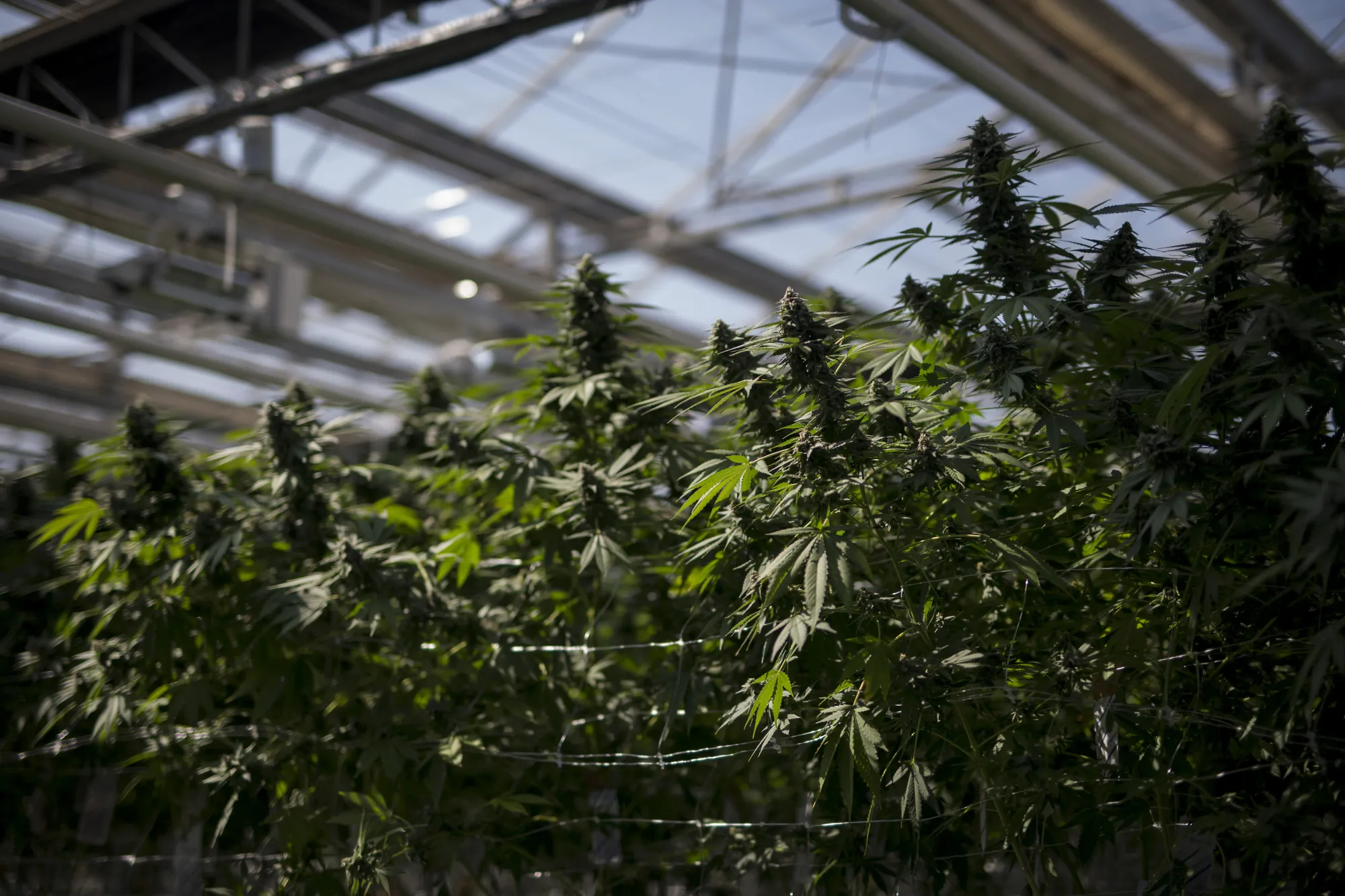 Inside CannTrust Holdings Inc. Niagara Perpetual Harvest Greenhouse As Big Money Tests Marijuana Waters