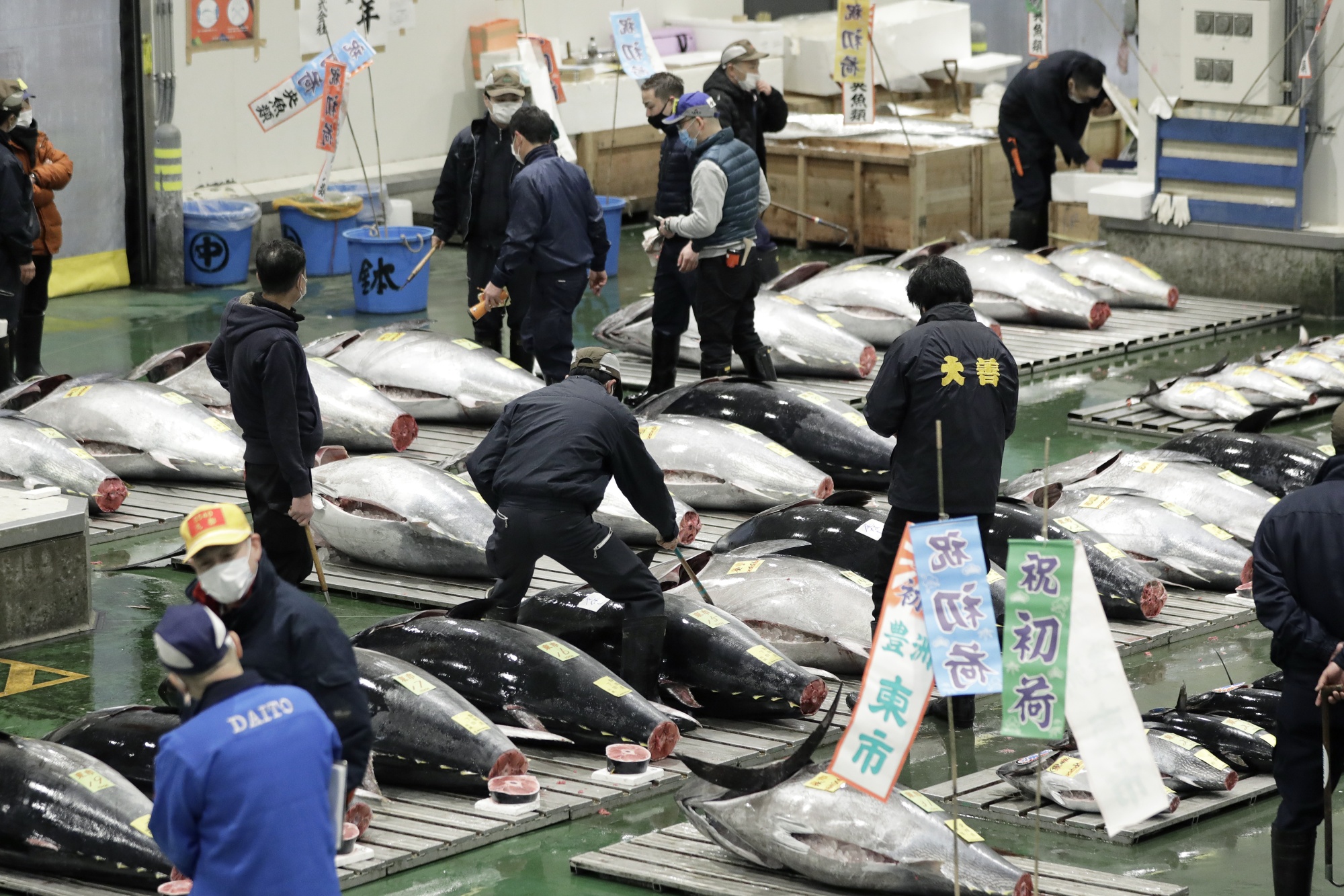 The first tuna auction of the year at Toyosu market