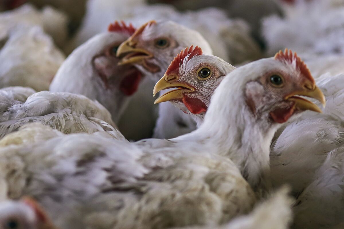 Bird Flu Menaces U.S. Chicken Industry Already Struggling to Grow