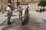 A carriage driver sprays his horse with water to keep it cool during a heat wave in Seville, Spain, on June 15. 
