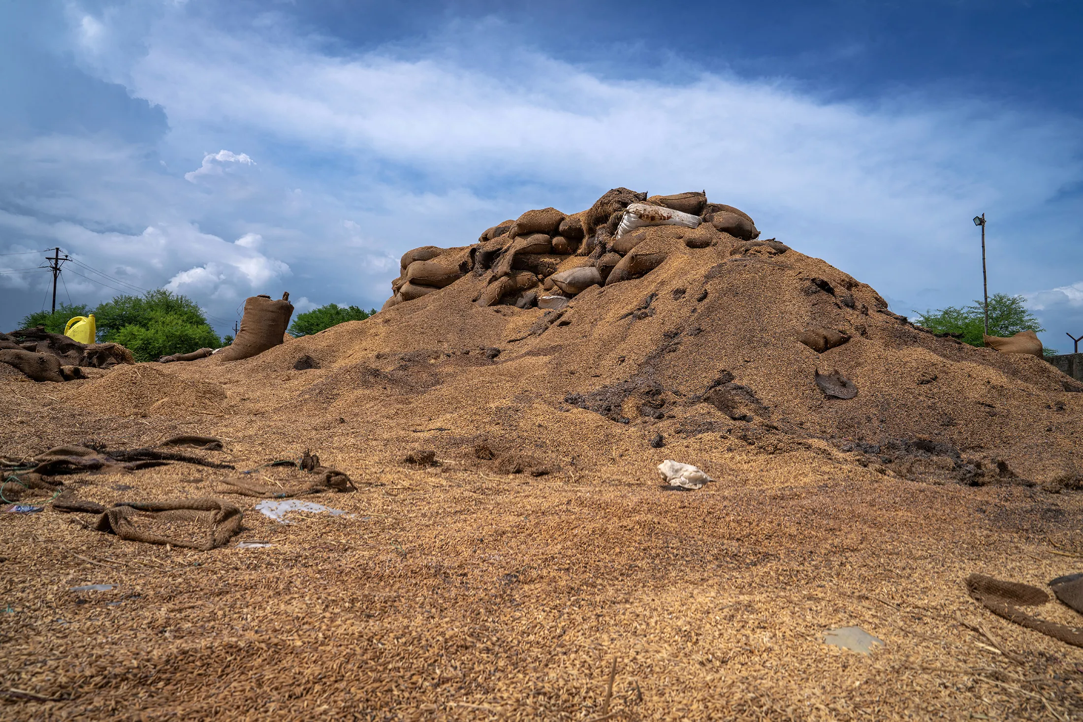 Decaying rice stocks outside a mill&nbsp;in Raipur, Chhattisgarh state,&nbsp;in September.