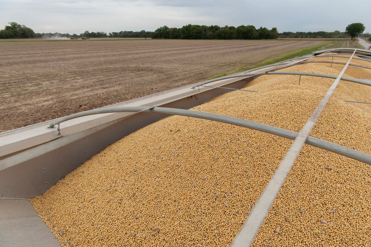 ⚫️ BLOOMBERG: Aumenti delle vendite di soia e prime vendite di grano americano in Cina
