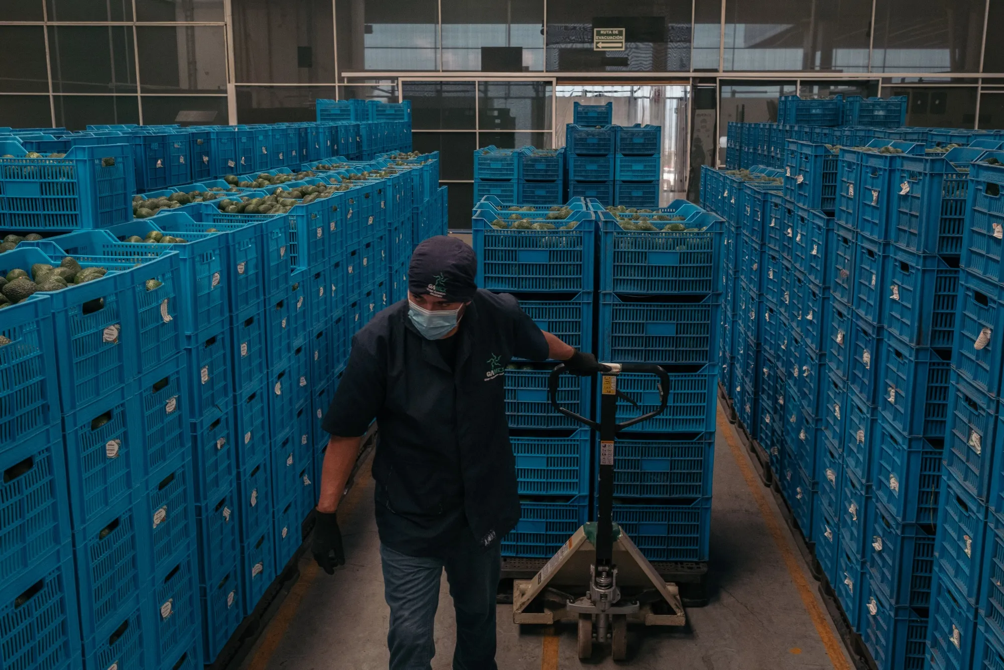 A worker moves a trolley of avocados at the Grupo Aguacatero Mexicano (Gamex) packing facility in Periban, Michoacan state, Mexico, on Thursday, Sept. 23, 2021. The avocado industry is worth $2.4 billion annually, it pays workers as much as 12 times Mexico’s minimum wage, and it offers high profit margins for local landowners.  Over three-quarters of Mexico’s production comes from the state of Michoacan.