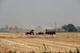 Wheat Harvest As India Experiences Heat Wave