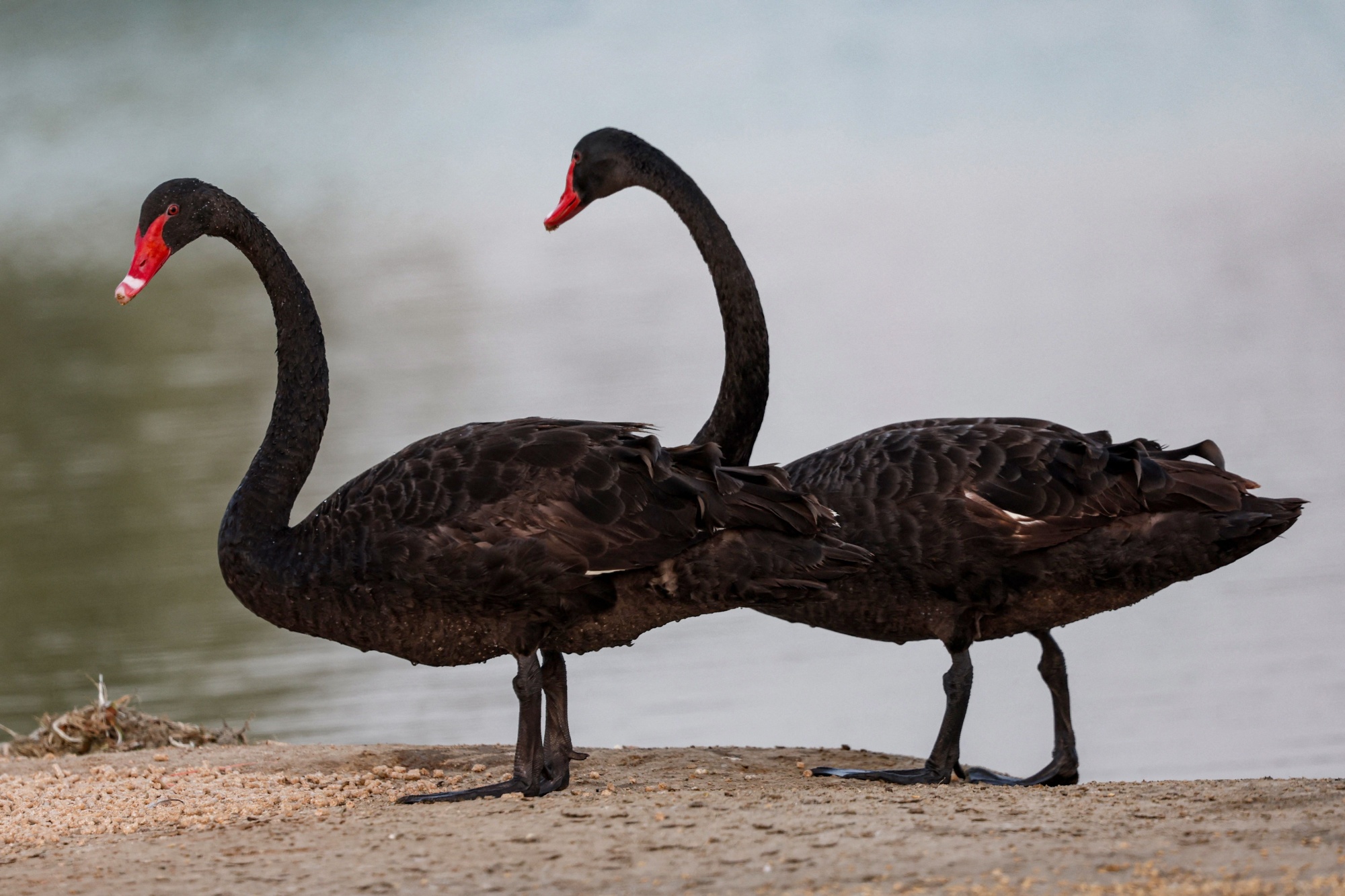 US Debt Ceiling The Black Swans Are Coming To Congress To Roost 