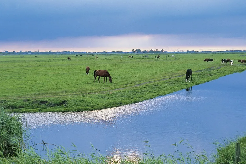 The pastoral landscape of The Netherlands marshes.