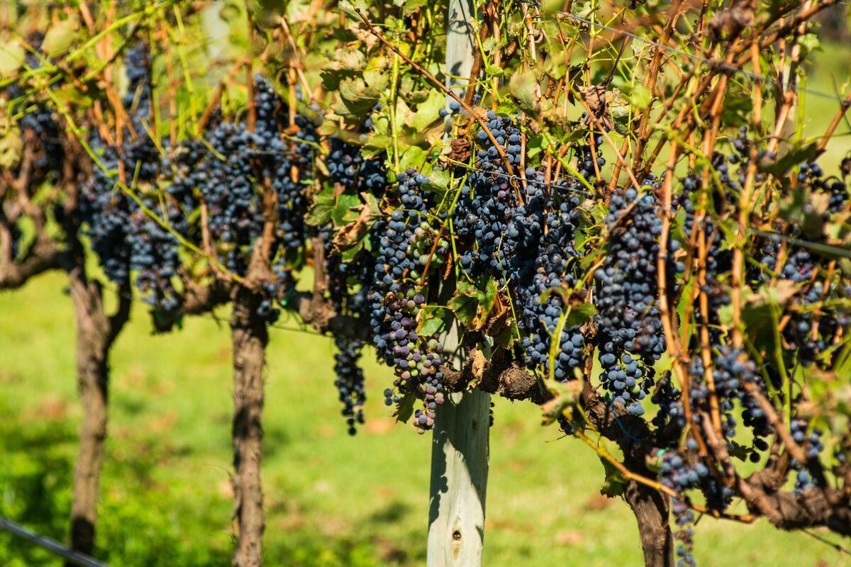 Wine Farm Linked to South African Liberation Hero Up for Sale