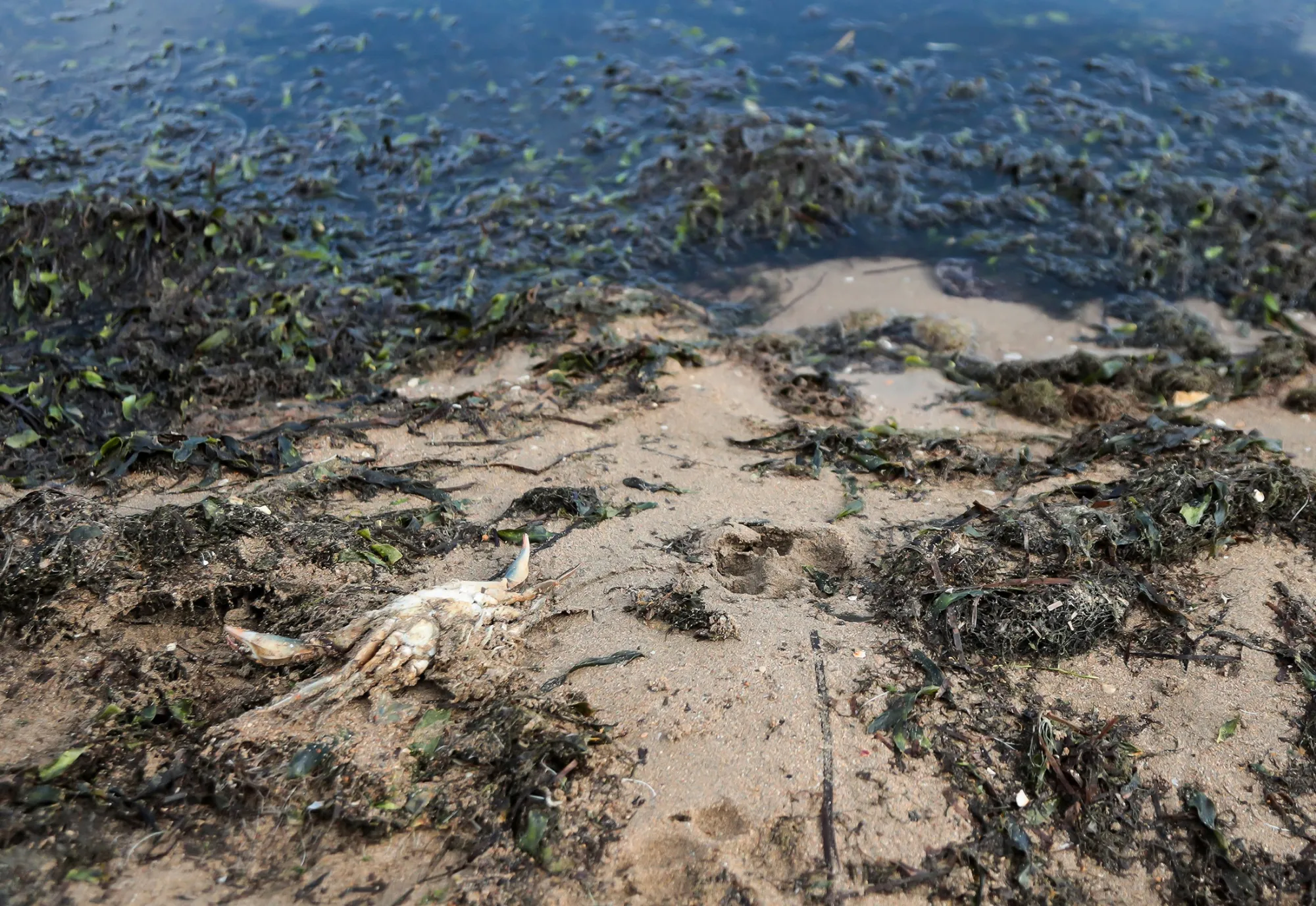 Thousands of dead fish have washed up on the shores of the Mar Menor, a large saltwater lagoon in south-east Spain.&nbsp;