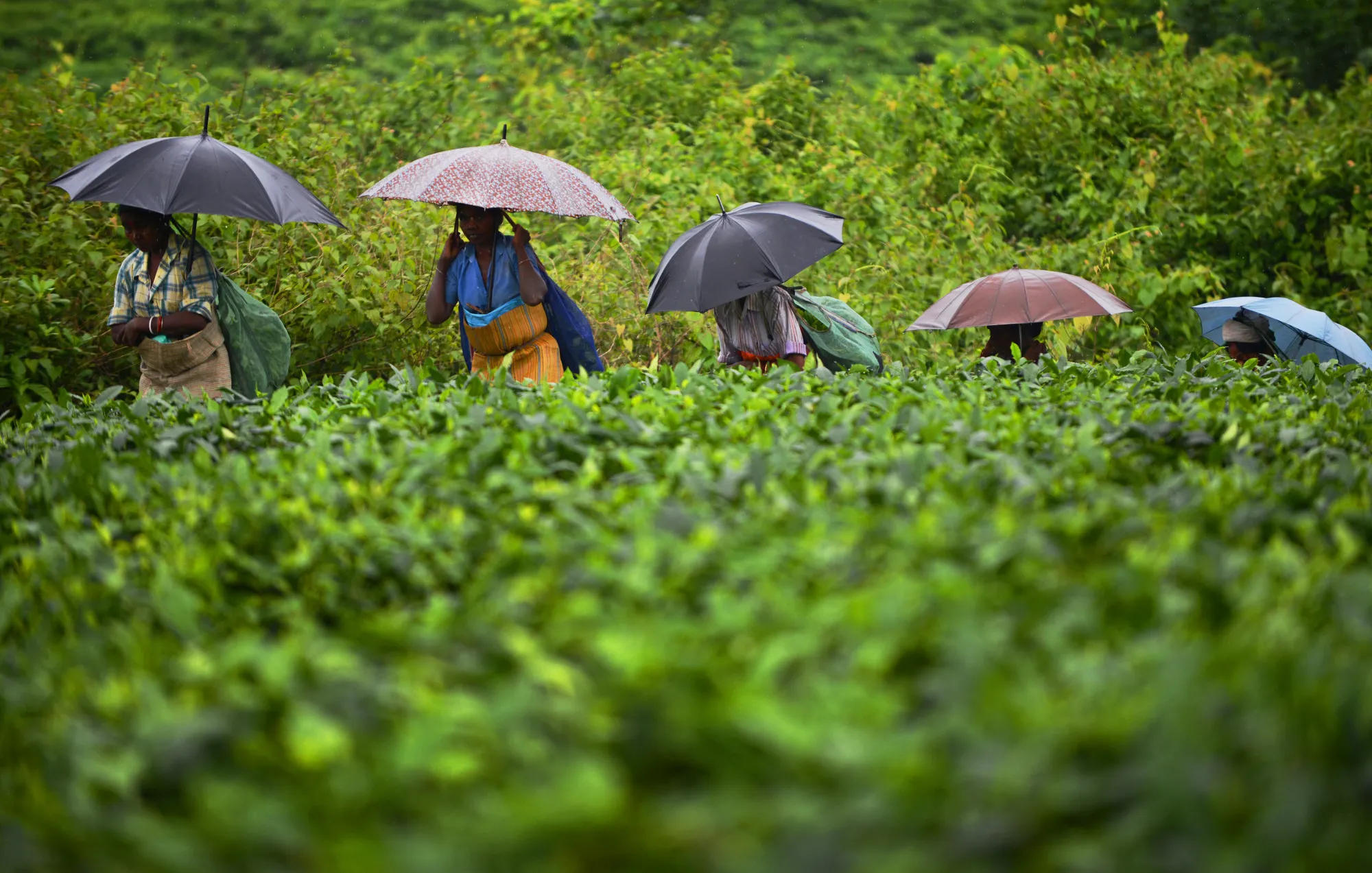 INDIA-ECONOMY-AGRICULTURE-TEA