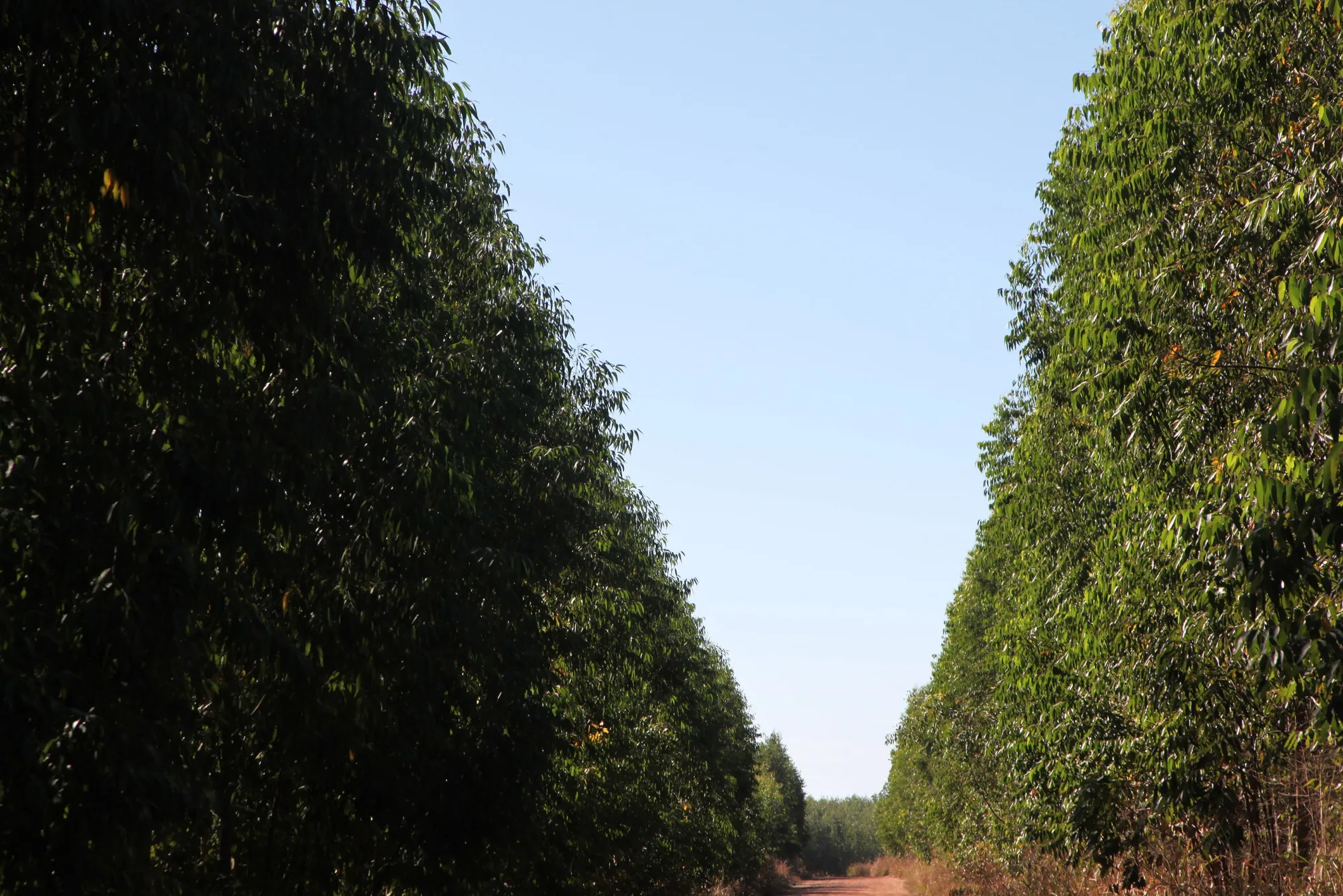 A&nbsp;eucalyptus plantation near a site&nbsp;operated by Fibria Celulose SA in Brazil.