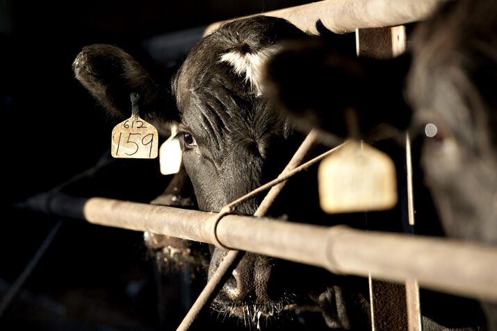 Cattle Fall From Record As High Cost May Cut Demand