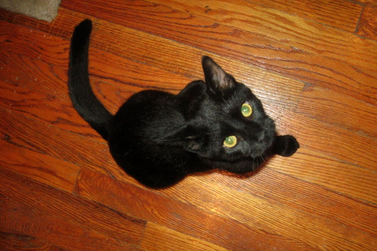 Sausages, Cats and the ECB Bloomberg