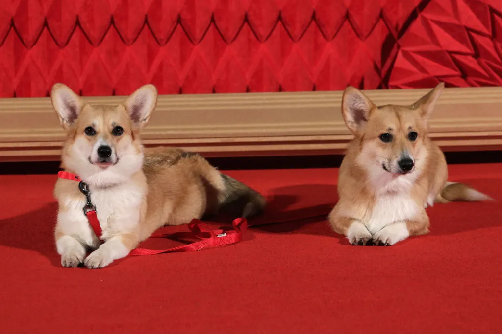 Pure gold: Consider a spinoff of "The Crown," starring its corgis.
