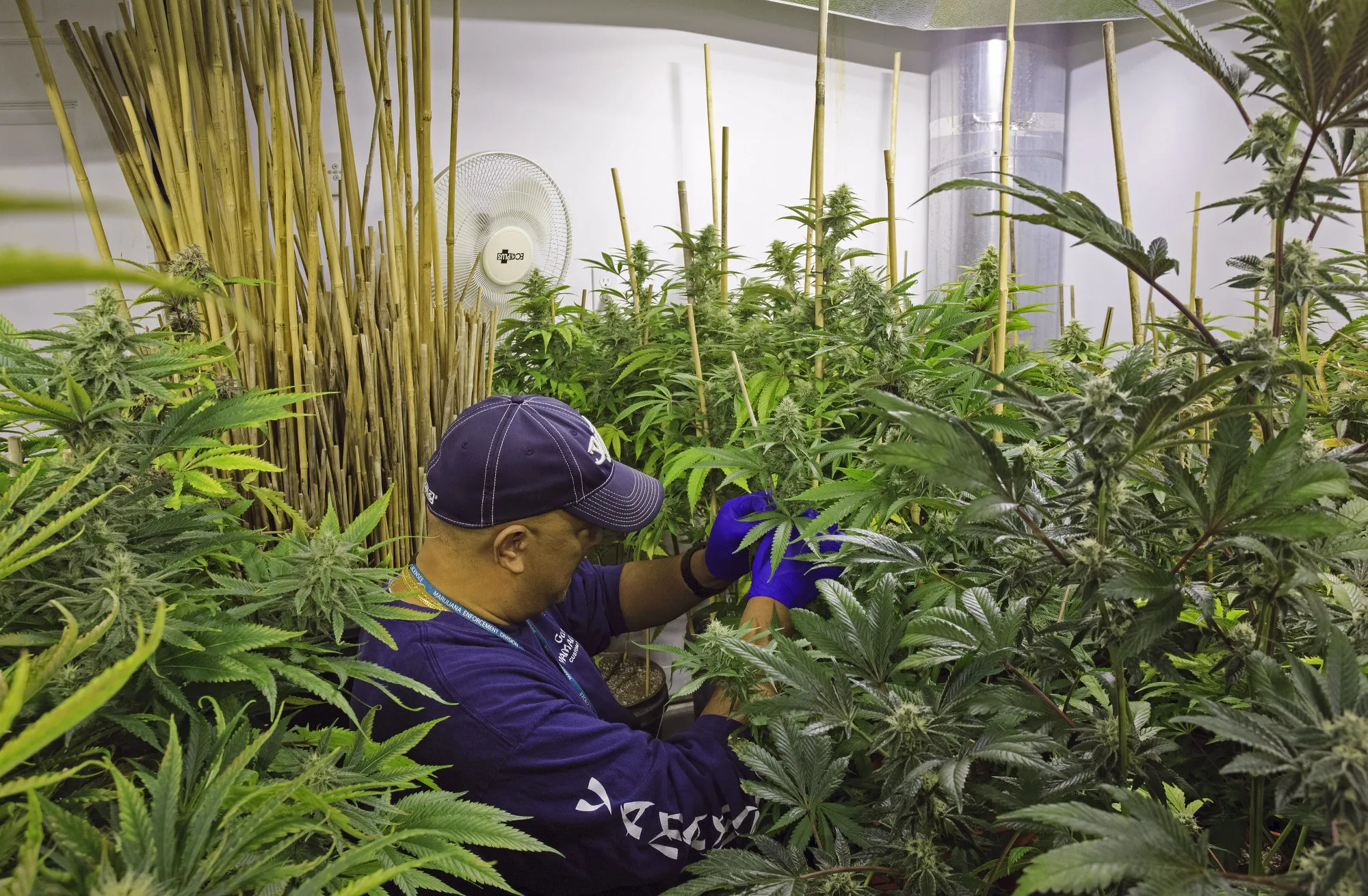 A worker&nbsp;stakes marijuana plants at a&nbsp;grow facility in Denver.