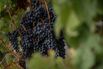 Bordeaux Region Grape Harvest And Wine Production as U.S Considers Import Tariffs