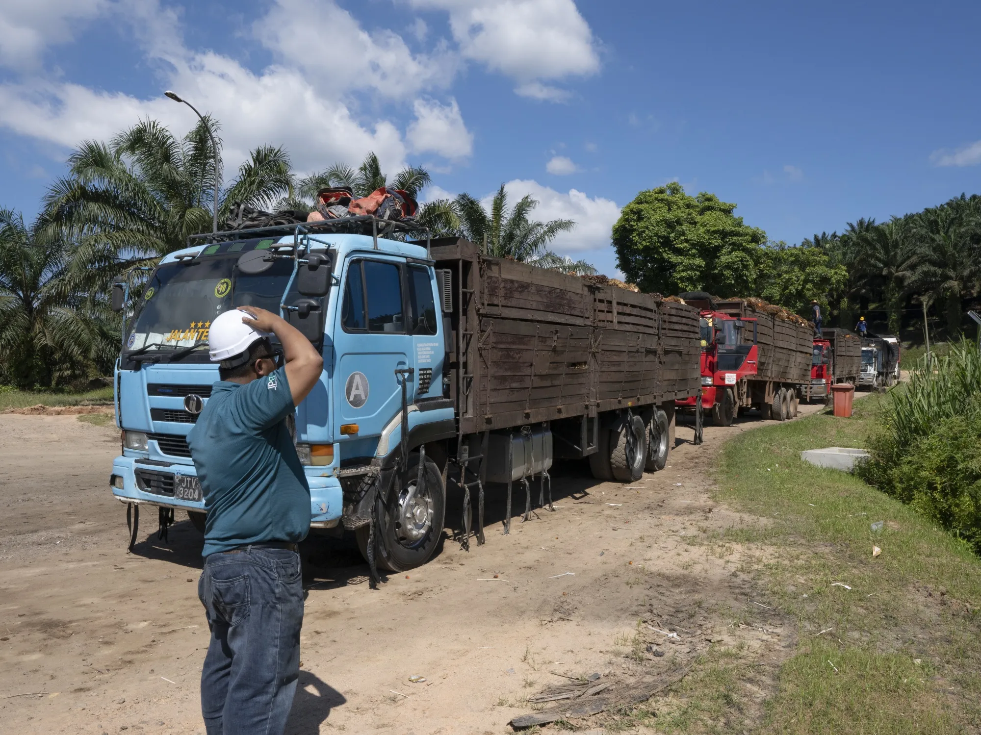 Trucks carrying harvested palm oil tree fruits in Kulang, Johor, Malaysia.