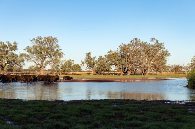 Hall's cattle graze in the Macquarie marshes.