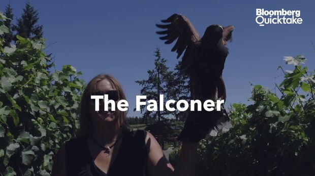 Trained Falcons Serve as High-Flying Scarecrows