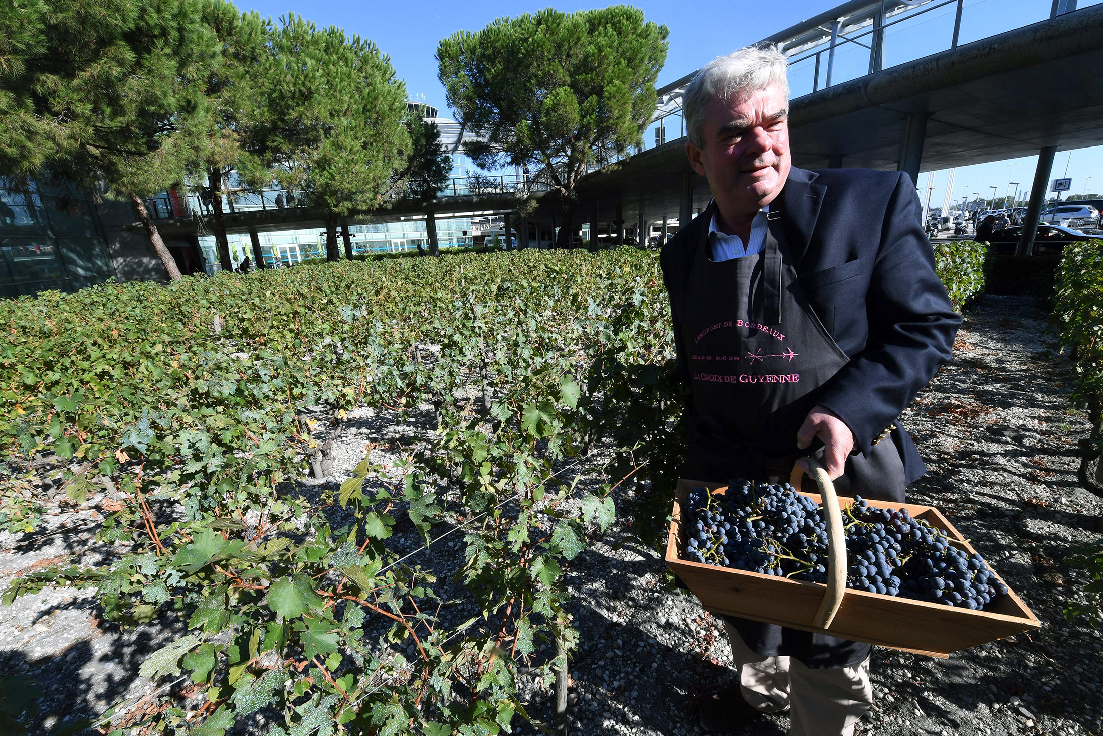 Olivier Bernard takes part in a grape harvest at a vineyard near Bordeaux.