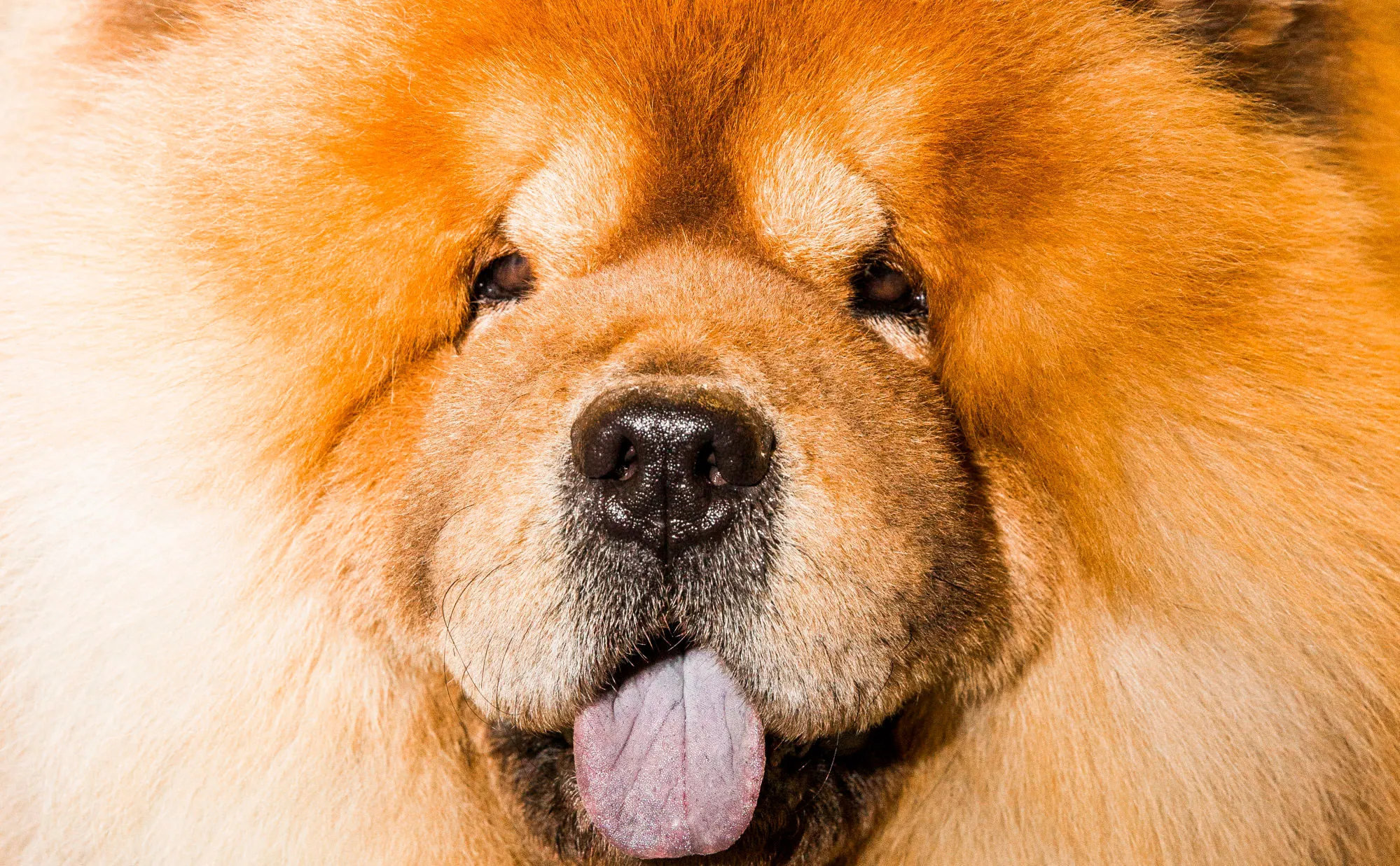 A Chow Chow at the 142nd Westminster Kennel Club Dog Show in New York. This&nbsp;breed is the most susceptible to heat-related illness&nbsp;and extreme summer weather, according to a study published&nbsp;in the journal Scientific Reports.