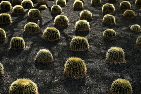 Cacti at the Annenberg Retreat at Sunnylands in Rancho Mirage, Calif.