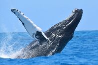 relates to To Save the Whales, a Vacation Paradise Is Turning Tourists Into Scientists